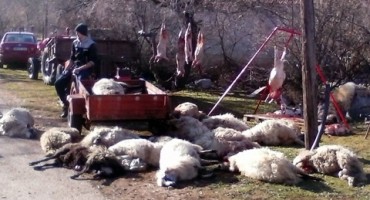 ovce, Stolac, vukovi