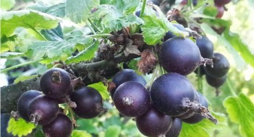 Ljekoviti crni ribiz