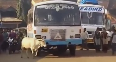 Krava 4 godine svakog dana zaustavlja bus koji joj je ubio tele