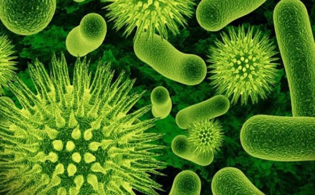 Svijetom se širi bakterija od koje nema lijeka