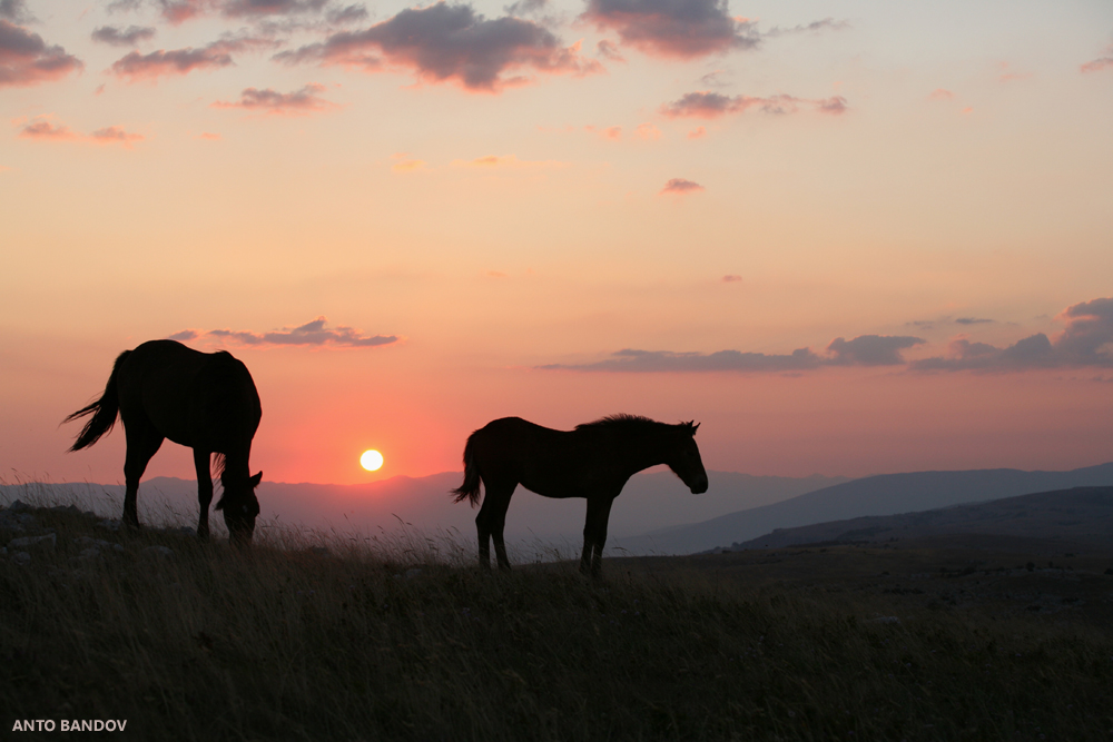 Livno: Naši ljepotani s Kruga