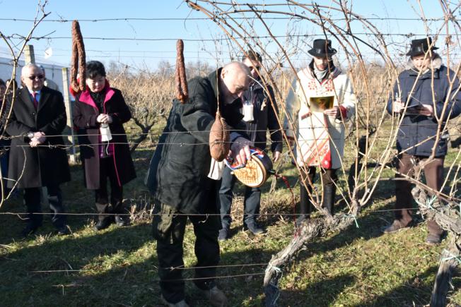 Diljem Slavonije i Baranje proslavljen je jučer blagdan sv. Vinka