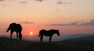 Livno, krug, divlji konji, Livno, divlji konji