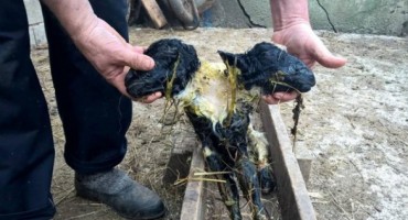 Na farmi Marka Ladana u Jajcu, ovca ojanjila janje s dvije glave!