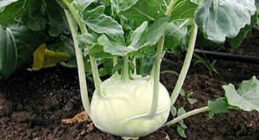 povrće, koraba, jeftina namirnica