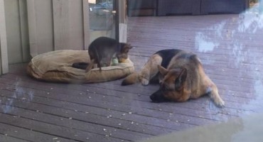 Njemačka ovčarka i štene