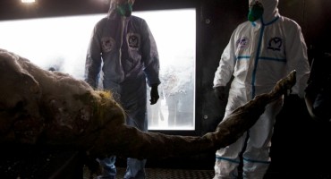 Smrznuto truplo mamuta iskopano u Sibiru 