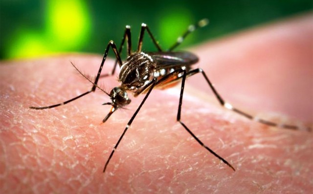 Zika virus stigao u našu regiju
