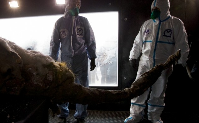 Smrznuto truplo mamuta iskopano u Sibiru 