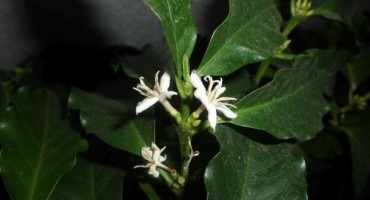 Hercegovci će pored smilja uzgajati uskoro i kavu?