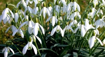 Visibabe se prodaju po cijeni od nekoliko tisuća eura