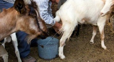 Hercegovina, mlijeko, koze, kozje mlijeko
