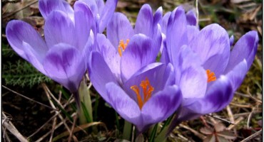 Ljekovito bilje: Šafran 