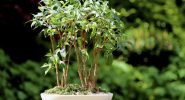 5 biljki za spavaću sobu koje 'liječe' nesanicu