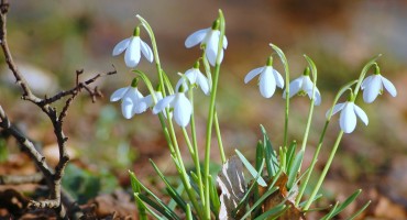 stvari, proljeće, proljeće