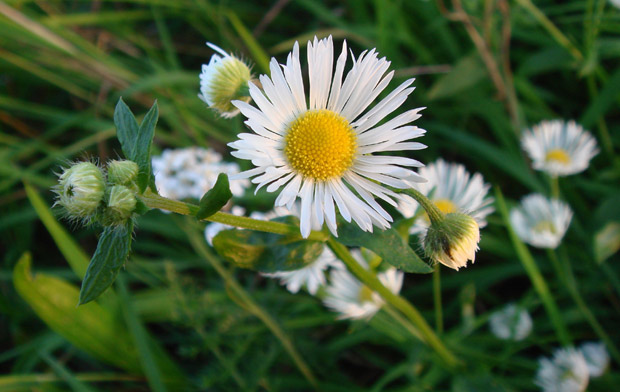 Nikla iz Marijinih suza: BELLIS PERENIS L. ili Tratinčica