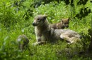 Rijedak susret vuka i risa pokazuje povratak divljih životinja u Europu