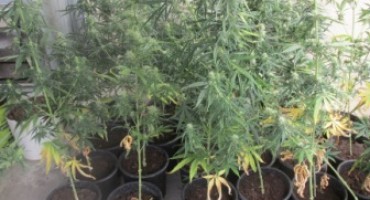 Mostar, marihuana, policija