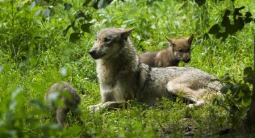 Rijedak susret vuka i risa pokazuje povratak divljih životinja u Europu