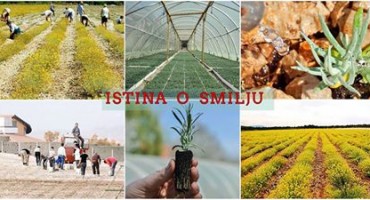 Top tema u Hercegovini: Istina o smilju