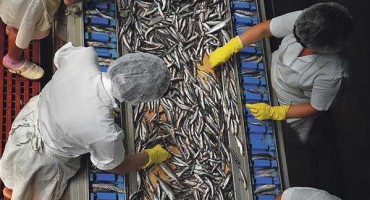 'Žuvela HB' doo Stolac traži najmanje 20 djelatnika