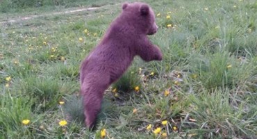 Medo iz Ljubuškog dobio dom