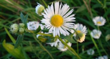 Nikla iz Marijinih suza: BELLIS PERENIS L. ili Tratinčica