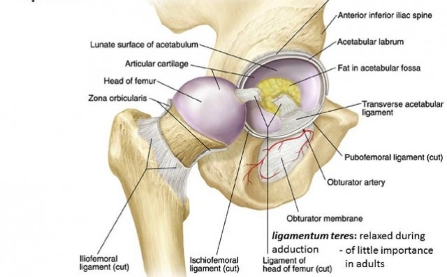 bursitis kuka i bol otkrića u liječenju osteoartritisa