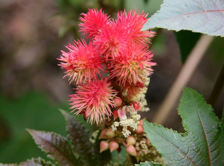 Ljekovito bilje: Ricinus Communis