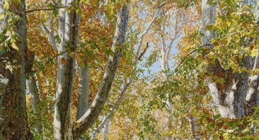 Marin Topić: Mostarski platani - 09.05.2016