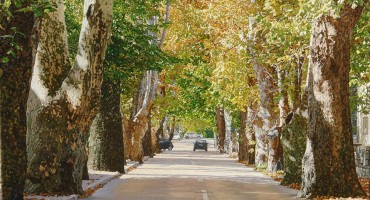 Mostarski platani postali legla šišmiša i izvor zaraze za stabla