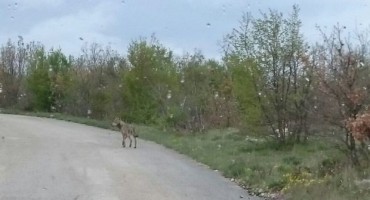 Tomislavgrad: Još jedan bliski susret s vukom