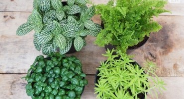 Kućne biljke koje čiste zrak od plijesni