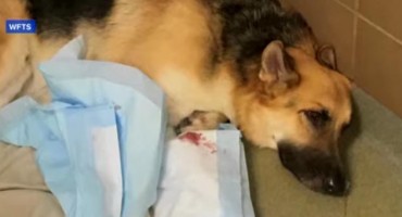 Pogledajte kako je Njemački ovčar spasio curicu