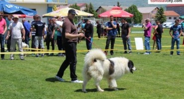 Tomislavgrad, pastirski pas tornjak, Ban Sokol 