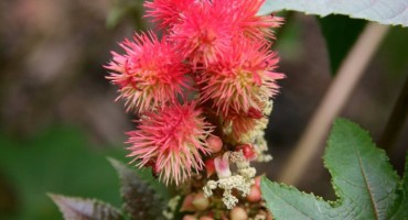 Ljekovito bilje: Ricinus Communis 