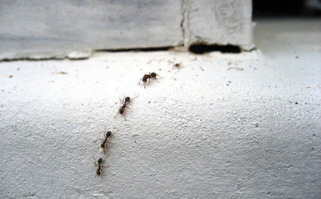 Na ovaj način se riješite mrava iz kuće bez kemikalija