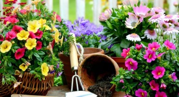 Trik koji će spasiti vaše biljke, posebno za vrućih, ljetnih dana