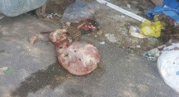 Smeće, Mostar, zaraza