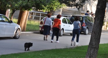 Mostar, psi, Sveučilište u Mostaru