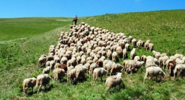 Vitez: Zbog pojave bruceloze eutanazirano stado ovaca