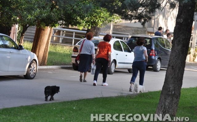 Mostar, psi, Sveučilište u Mostaru