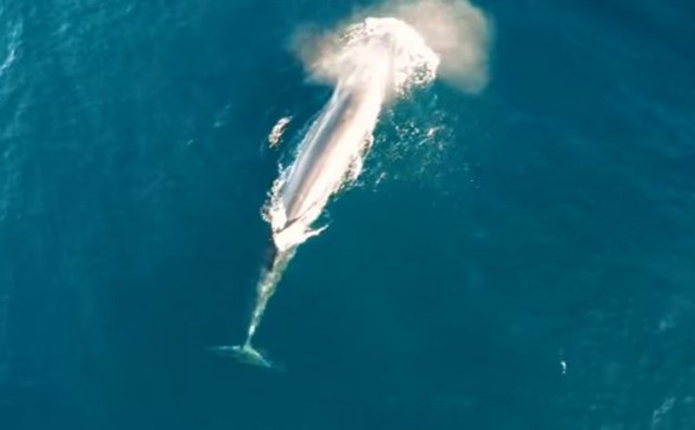 Hranjenje kitova snimljeno dronom prikazuje ljepotu morskih bića