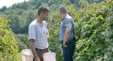  Stipe zbog lopova preko noći ostao bez uroda malina