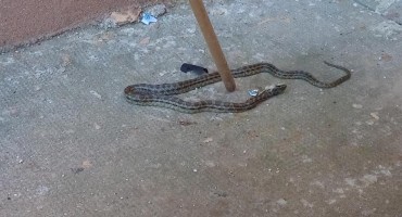 zmija, Vlada HNŽ, zmije, zima