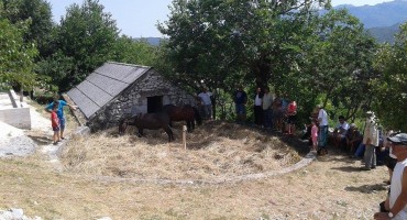 Imotska krajina: U Bakotama održana davno zaboravjena vršidba žita