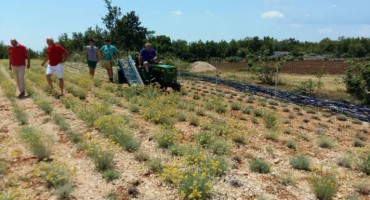 smilje, ubrano smilje, stroj, Grude, Hercegovina
