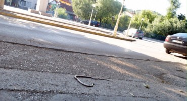 zmija, Široki Brijeg
