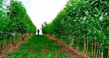 Josip Laštro iz Busovače izumio prvi berač malina u BiH