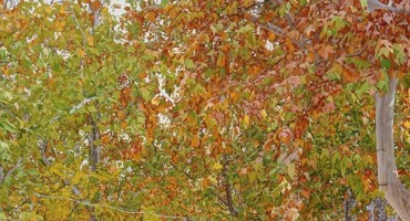 Marin Topić: Mostarski platani kod stare gimnazije